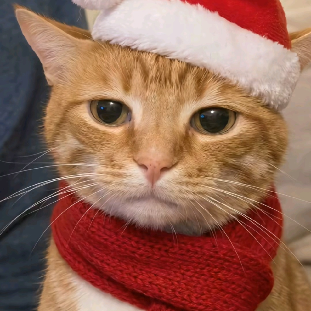 meow - creator avatar