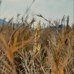 看护神 - show cover