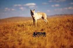 狼图腾（嘎斯迈女性独白）｜剧本封面