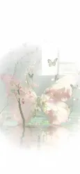 漾炀② - show cover
