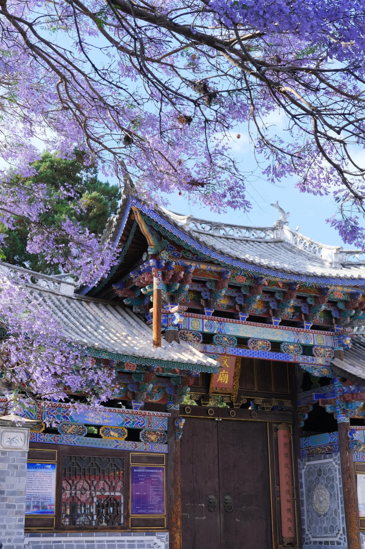 蓝花楹|剧本图片5