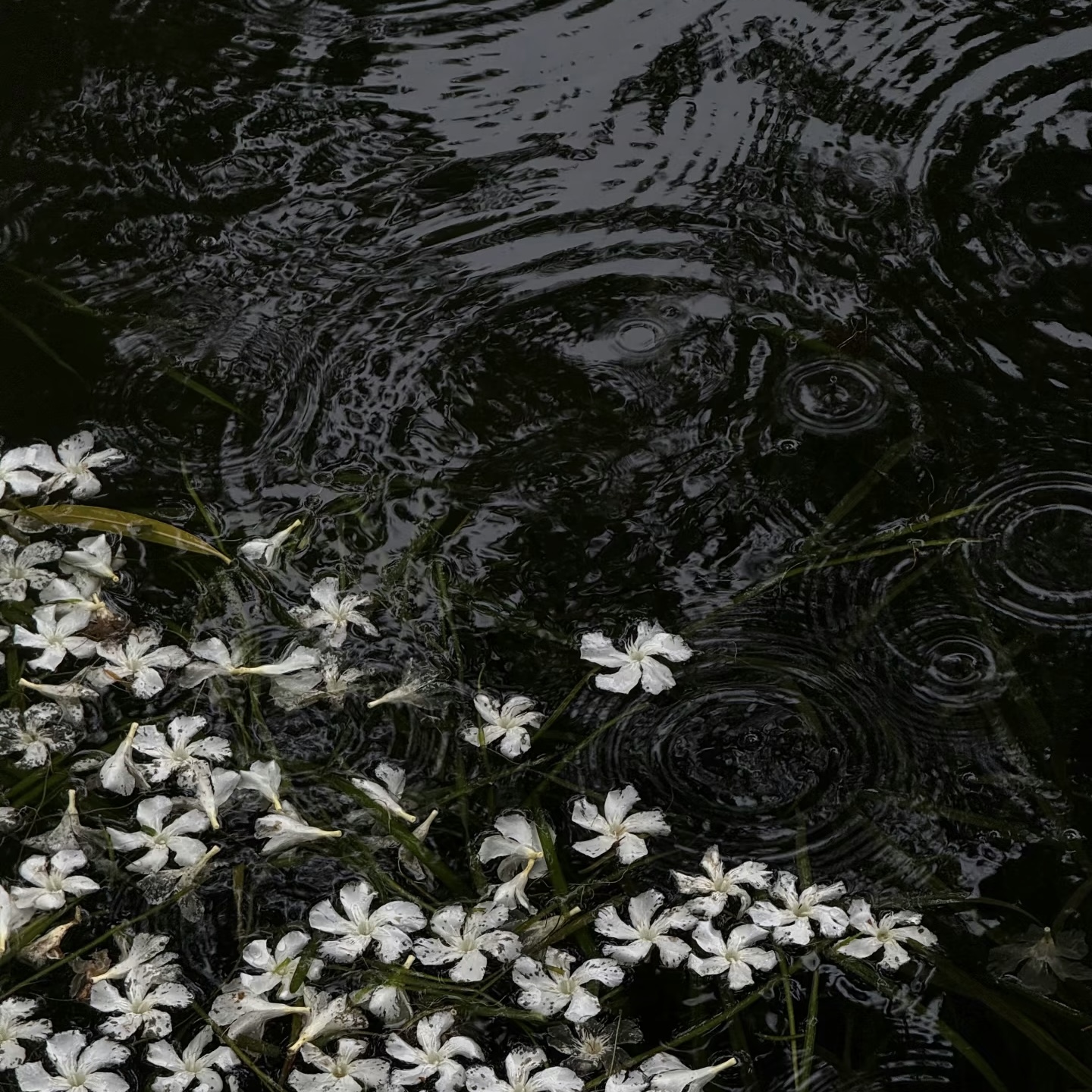 繁雨 - script image 2