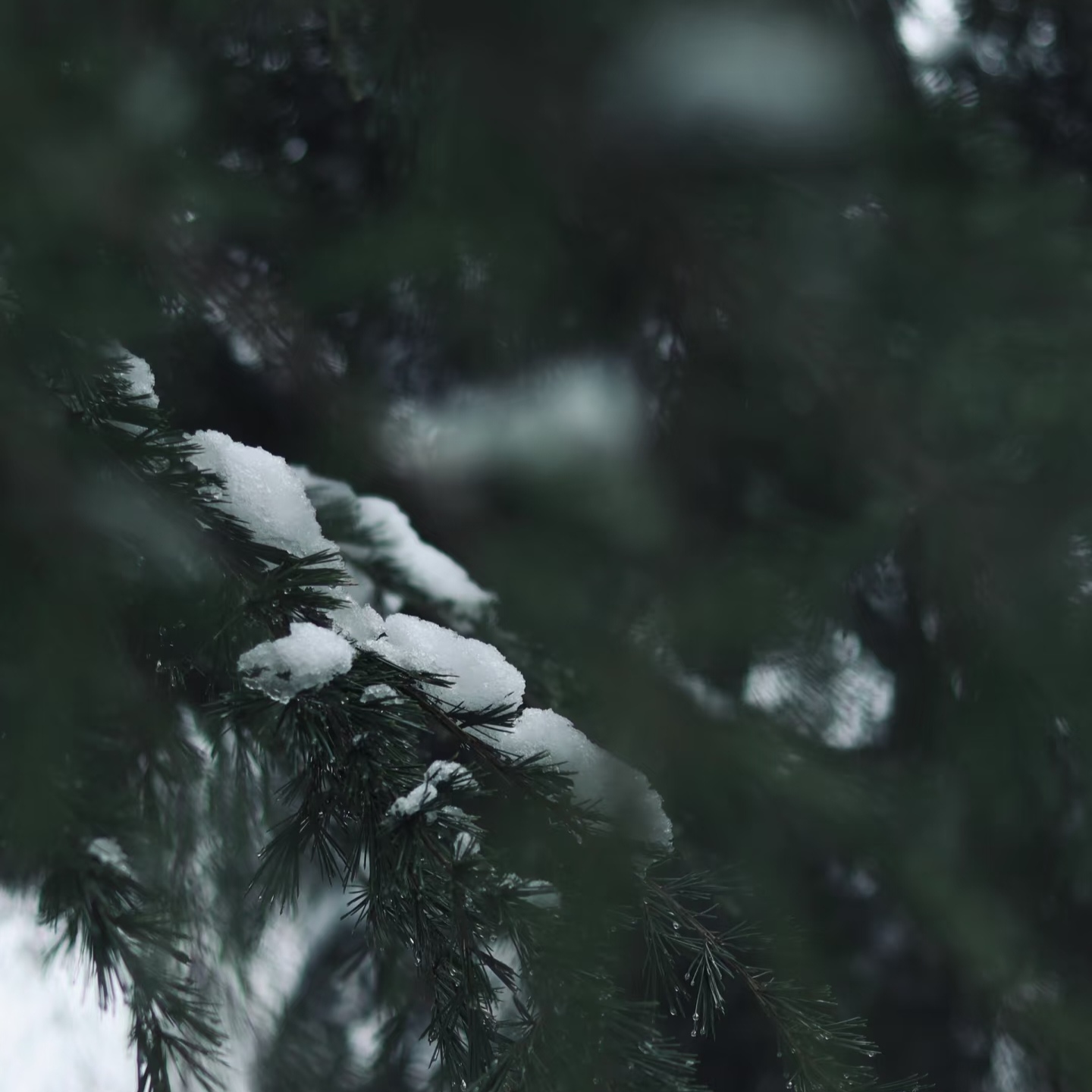 归雪 - script image 3